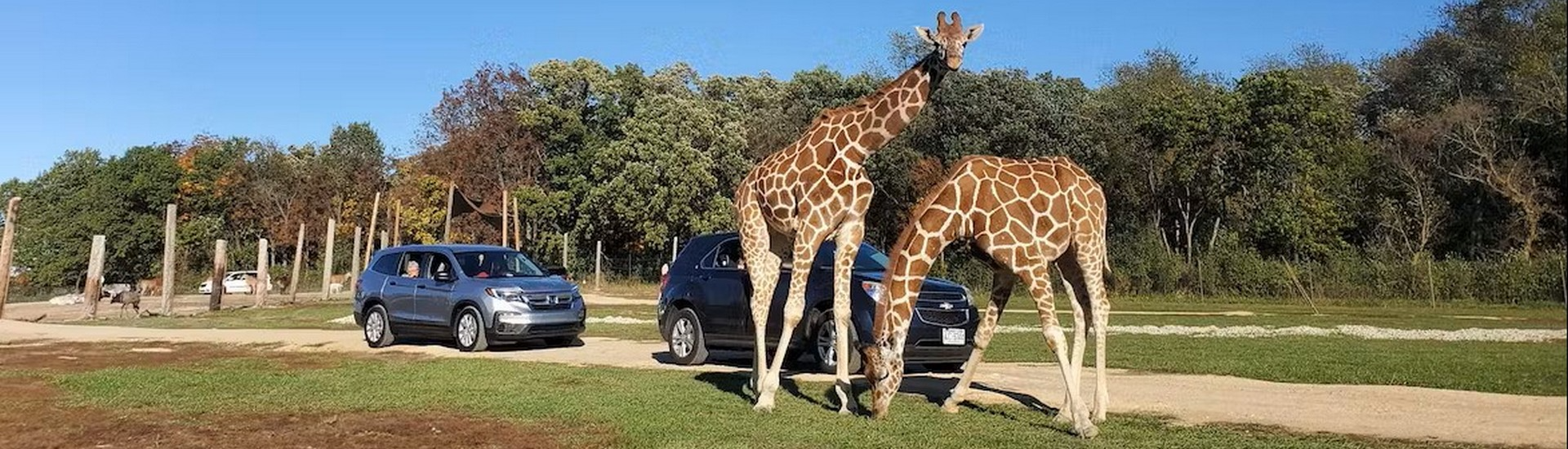 Safari Lake Geneva: Drive-Through Wildlife Park in Wisconsin