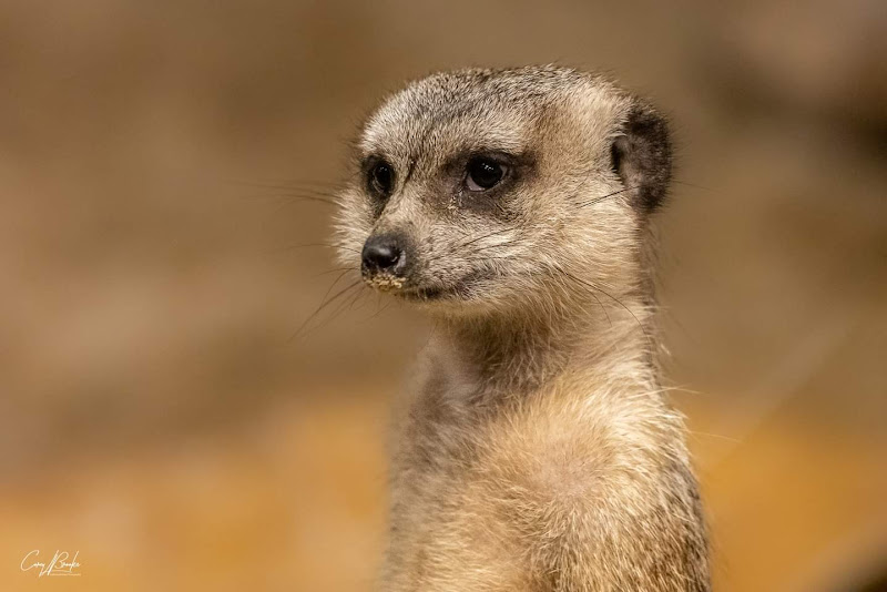 Chattanooga Zoo - Tourist attraction in Chattanooga
