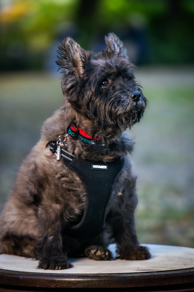 Family Photographer NYC