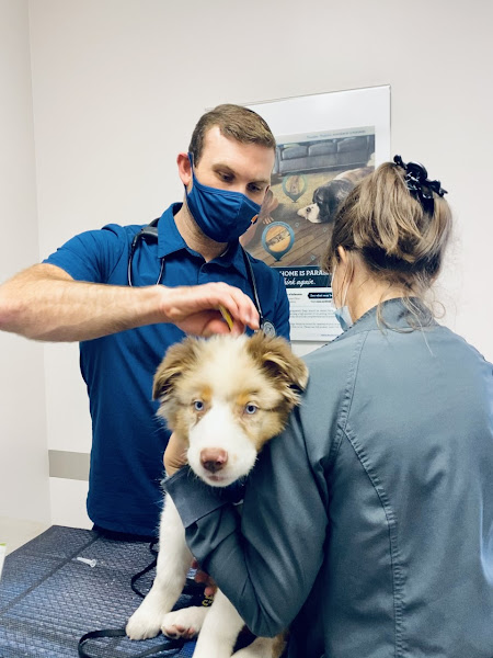 Medical District Veterinary Clinic at Illinois - Veterinarian in Chicago