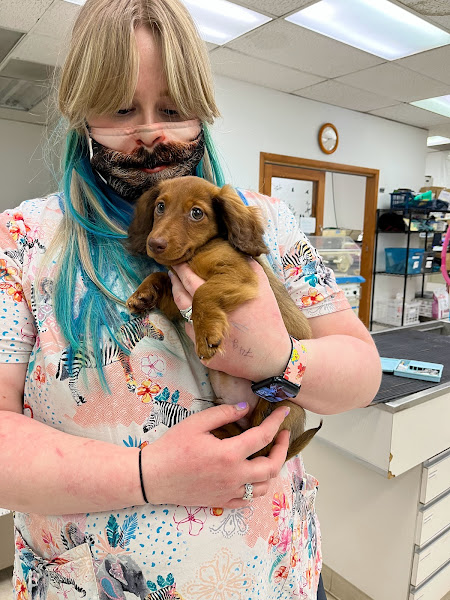 Animal House of Chicago - Veterinarian in Chicago