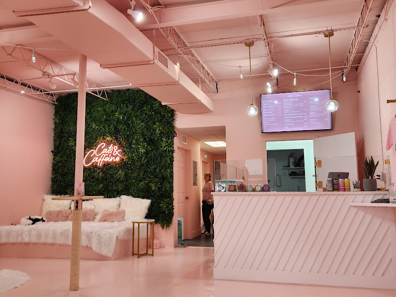 Cats and Caffeine - Cafe in Tampa