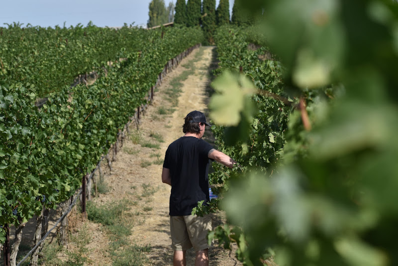 Pine Lake Cellars - Winery in Seattle