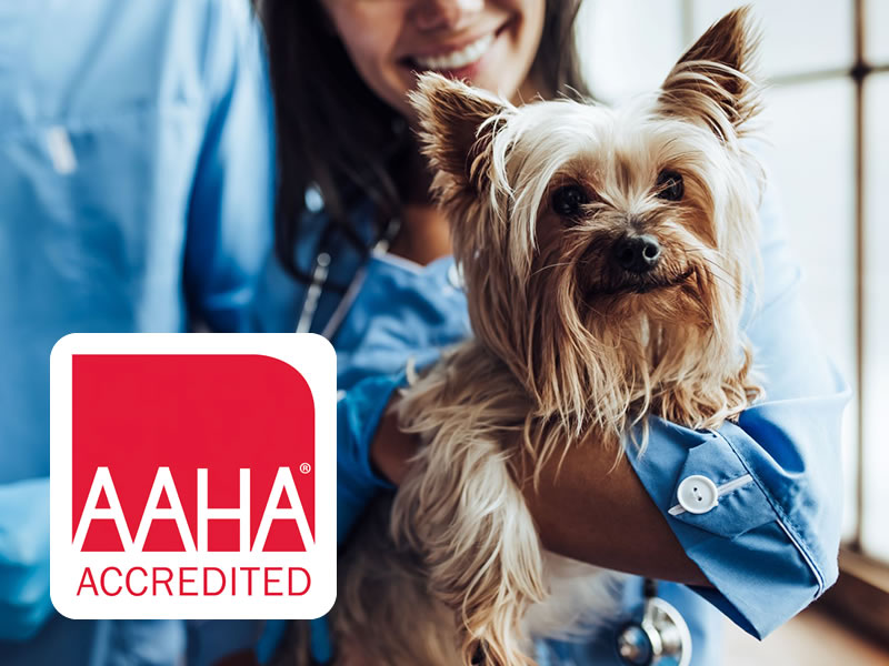 Animal Care Hospital of Phoenix