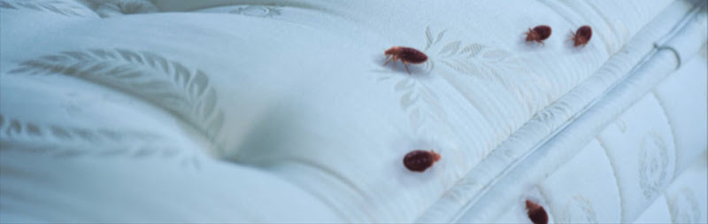 RVA Thermal Heat/OBX Bed Bug Exterminator