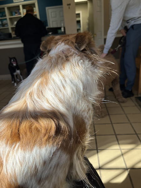 Pharr Road Animal Hospital