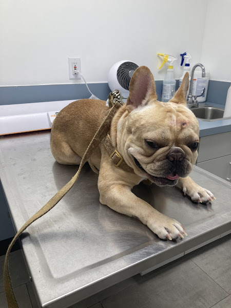 Cahuenga Veterinary Hospital