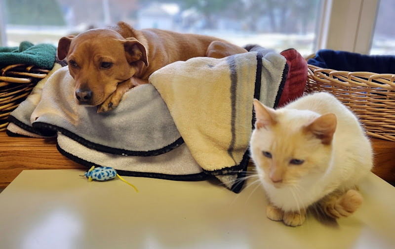 Phoenix Road Animal Hospital - Veterinarian in 70060 Phoenix St #388