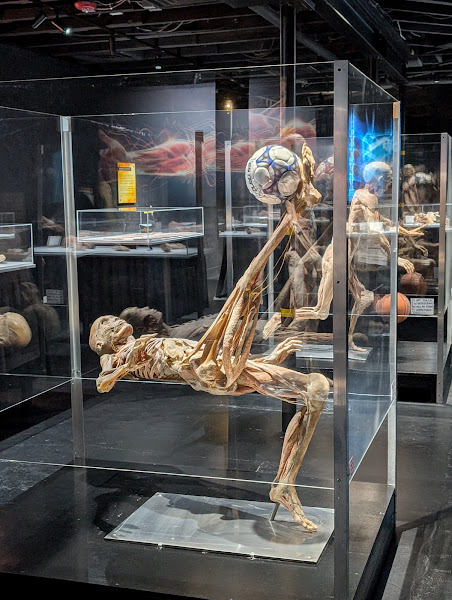 Bodies Human - Museum in Gatlinburg