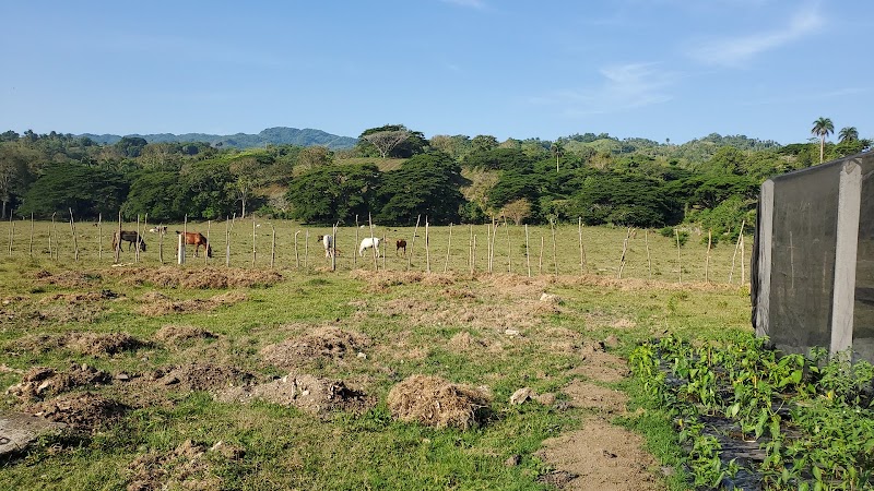 Finca Orgánica Hijos de Maria - Organic farm in Puerto Plata 57000