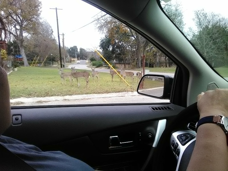 Comal Pest Control