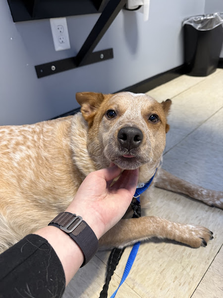 Animal Emergency Hospital of the Strand