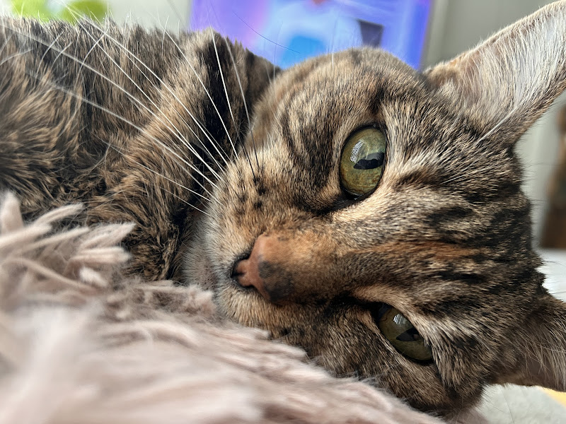 VCA Market Street Animal Hospital