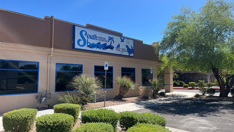 South Shores Animal Hospital - Veterinarian in Las Vegas