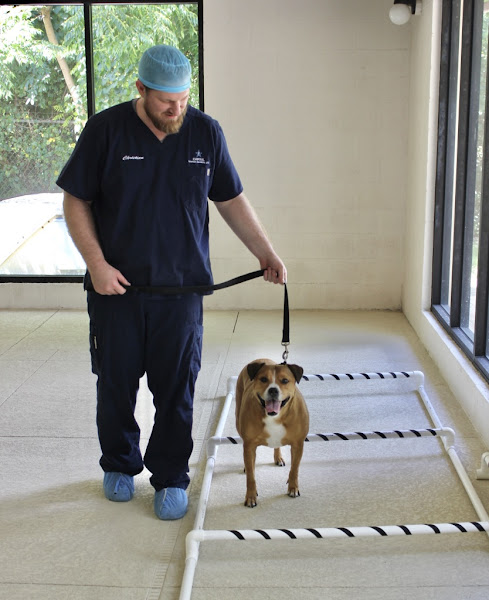 Capital Veterinary Specialists, Jax