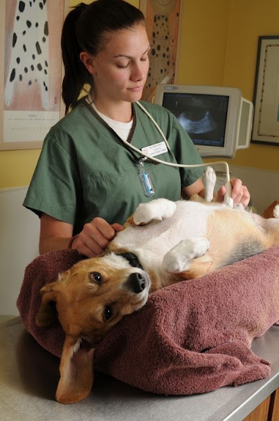 Pet Lux Inc - Veterinarian in Palm Springs