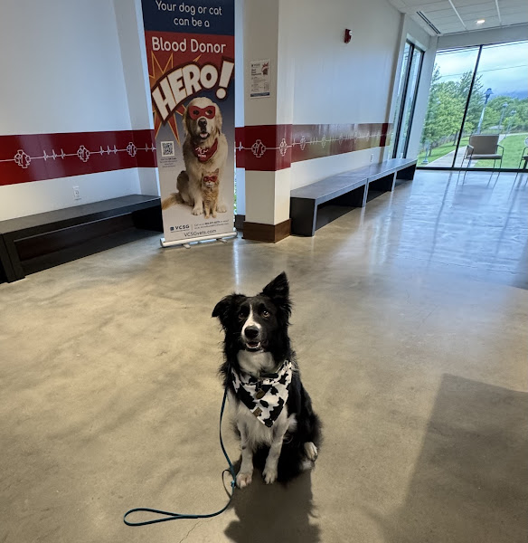 Veterinary Care and Specialty Group - Emergency veterinarian service in Chattanooga