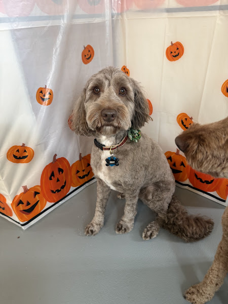The Paw Spa Grooming LLC - Pet groomer in Sturgeon Bay