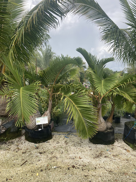 Sabino Pastor Landscaping - Landscaper in Miami