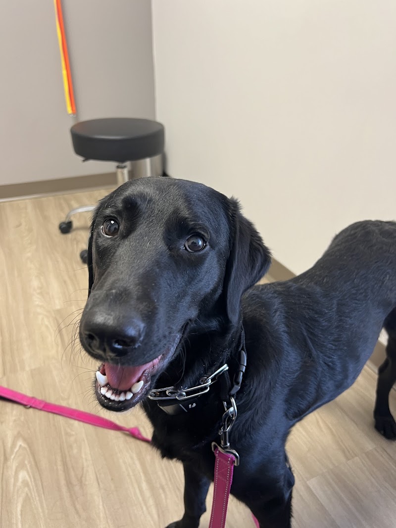 Desert Hills Animal Clinic photo