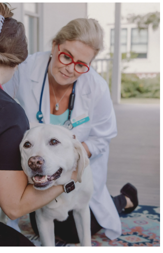 hampton park veterinary - Veterinarian in Charleston