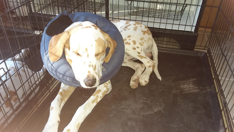 On Point Animal Hospital North - Animal hospital in Myrtle Beach