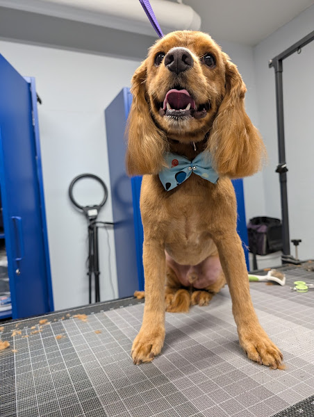 Republic of Paws Grooming - Old Colorado City - Pet groomer in Colorado Springs