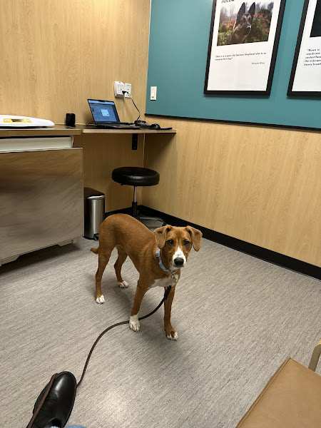 Mercer Street Veterinary Hospital