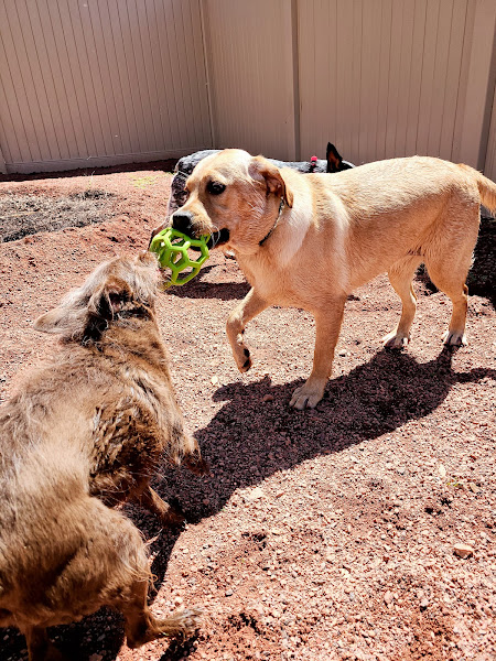 The Village Veterinary Hospital Boarding and Doggie Day Care