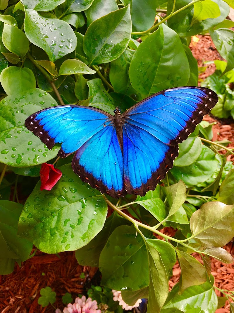 The Original Mackinac Island Butterfly House & Insect World - Education center in Mackinac Island