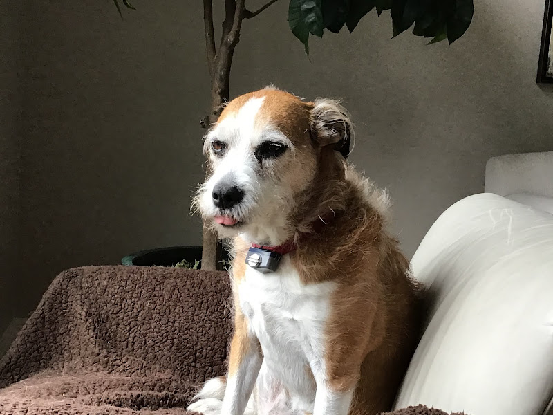 Plantation Animal Hospital