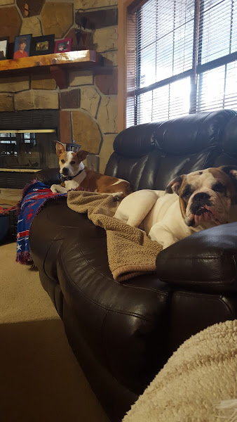 Sevier County Animal Clinic