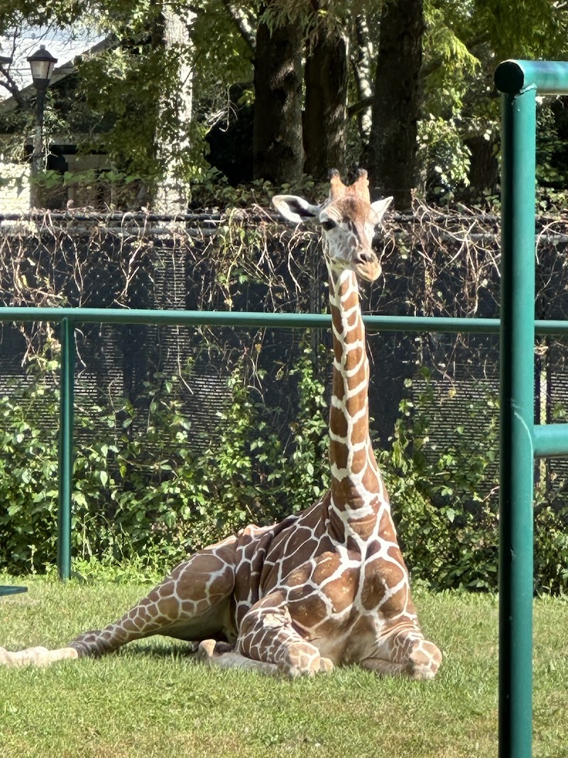 Audubon Zoo photo