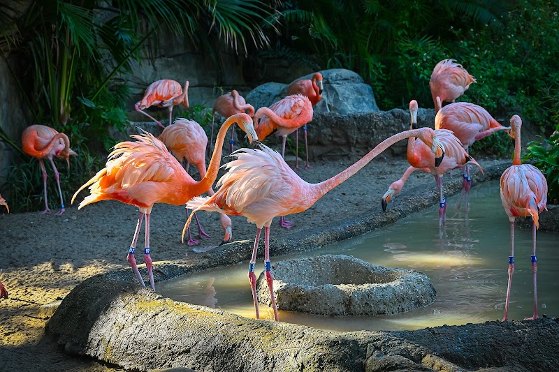 Audubon Zoo photo