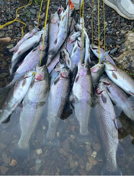 Broken Bow Trout Pro
