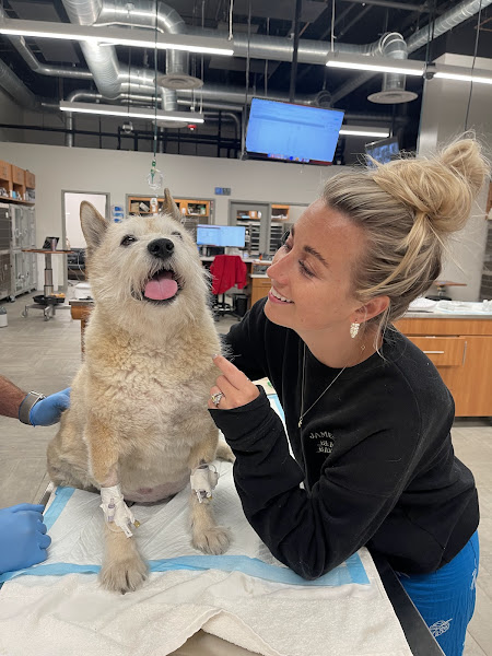 Veterinary Emergency Group