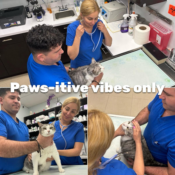 Miami Animal Clinic