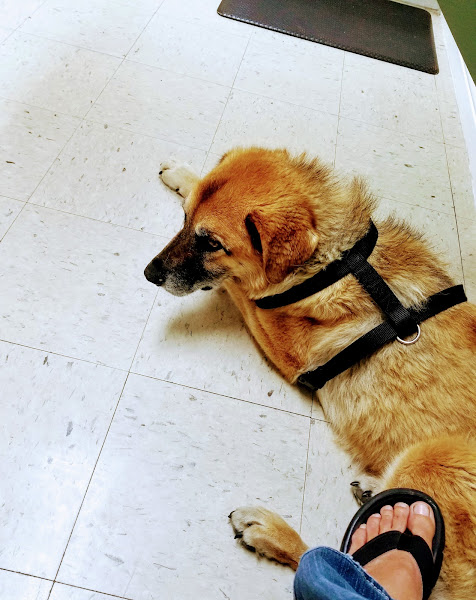 Pagosa Veterinary Clinic - Veterinarian in Pagosa Springs