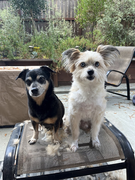 Animal Medical Center of Healdsburg