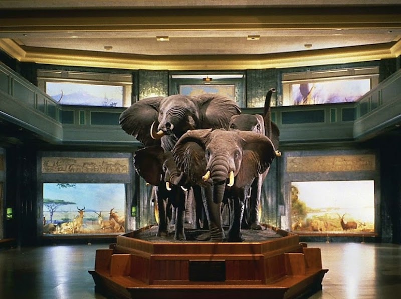 American Museum of Natural History photo