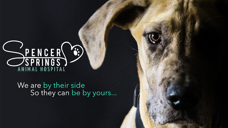 Spencer Springs Animal Hospital - Veterinarian in Las Vegas