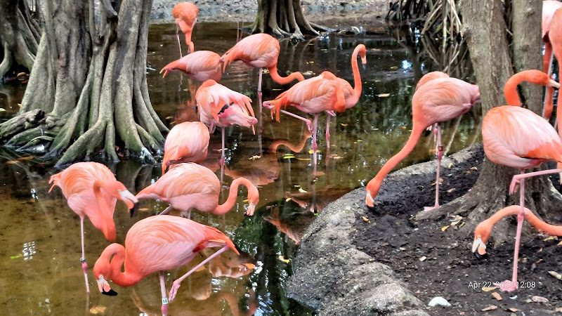 Jungle Island - Tourist attraction in Miami