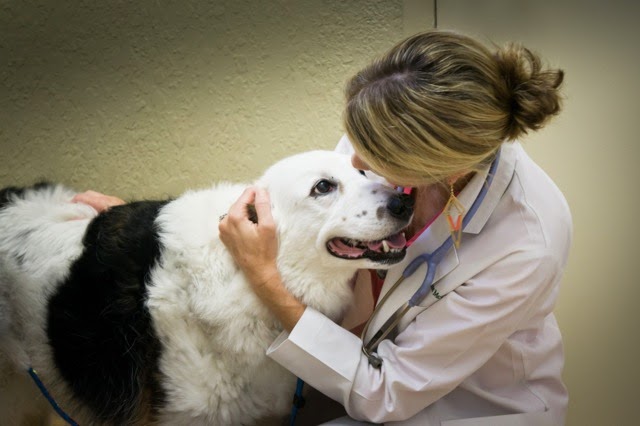 Downtown Pet Hospital