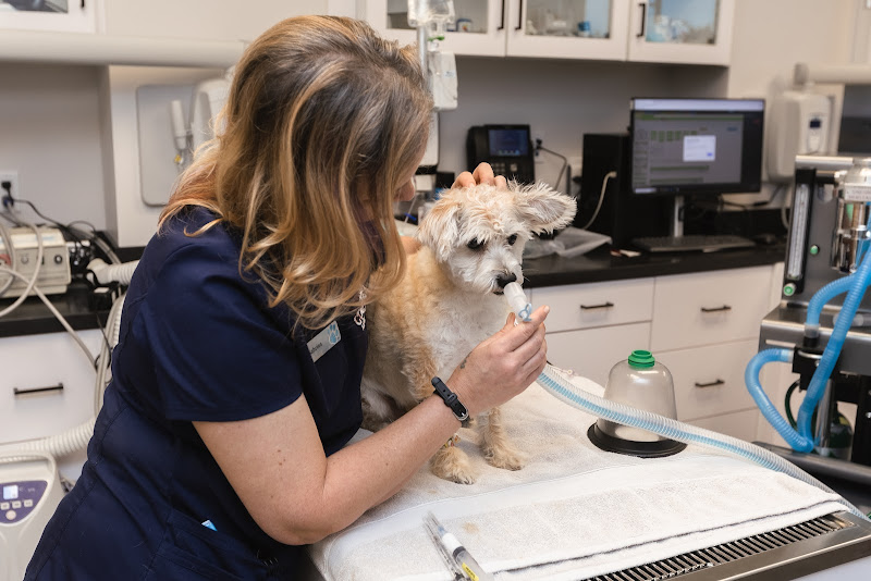 Cochise Animal Hospital
