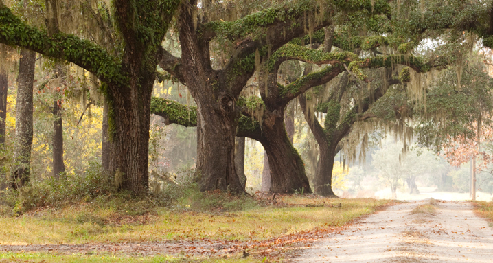 Killen & Associates, CPAs, PA - Certified public accountant in Charleston