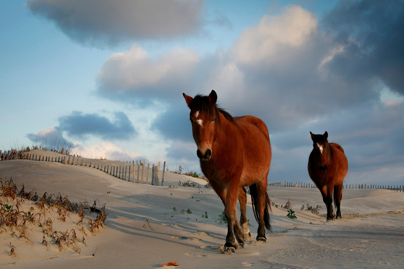 Gayle Tiller Photography