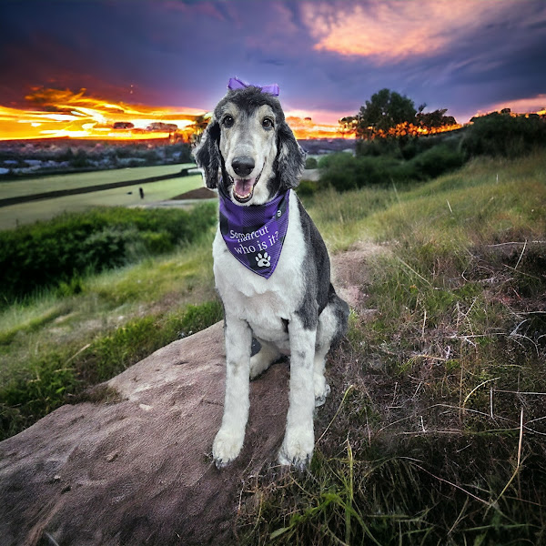 Le Paw Spa Grooming - Pet groomer in Colorado Springs