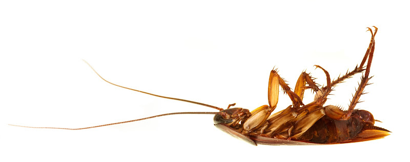 Aloha Termite & Pest Control