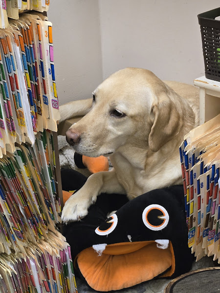 Animal Medical Clinic Of The Palm Beaches