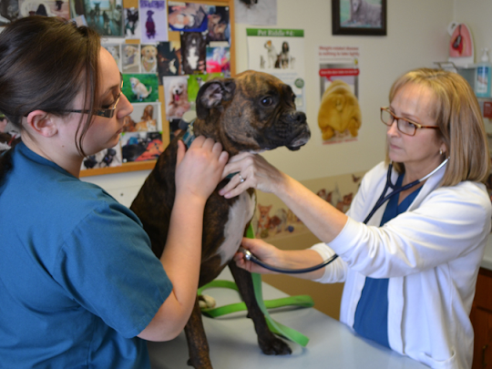 Peninsula Veterinary Hospital - Veterinarian in Sturgeon Bay